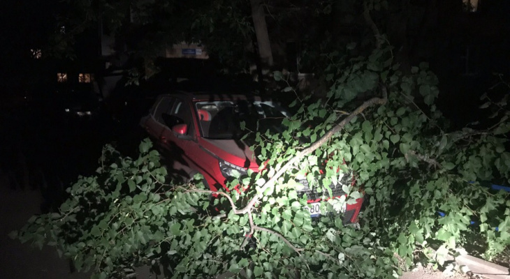 На Завадского на «Пежо» упало дерево, Владимир, июнь, 2019