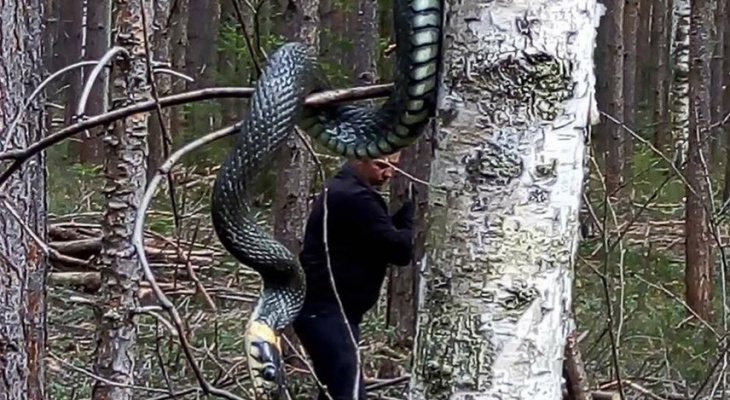 Фото с огромной змеей вызвало резонанс во владимирских соцсетях