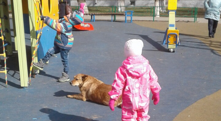 Бродячие собаки живут на детских площадках Владимира