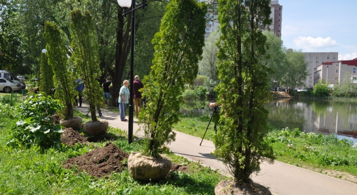 У Соловьиного пруда во Владимире высадили аллею из туй