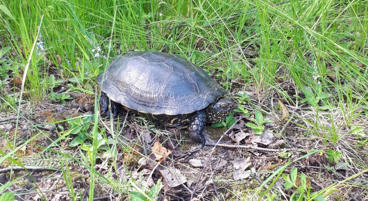 Владимирец под Лакинском нашёл редкую болотную черепаху