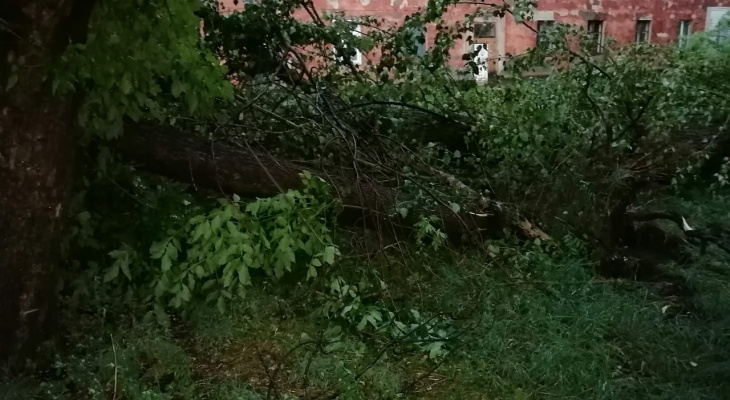 Ветер повалил почти сотню деревьев во Владимирской области