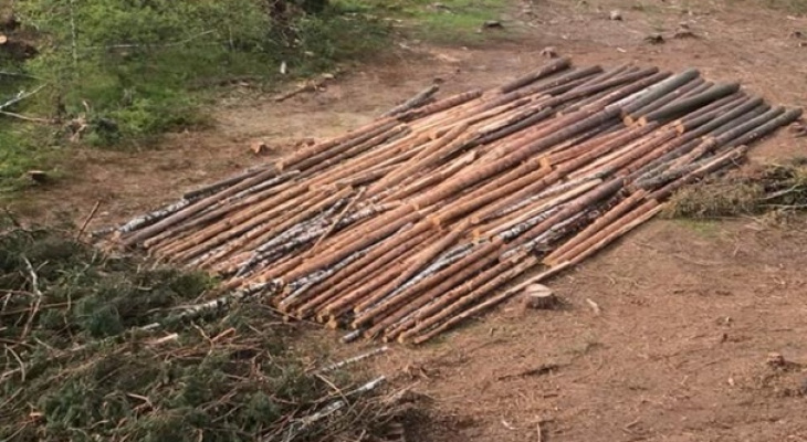 Во Владимирской области ФСБ пресекла незаконную вырубку леса
