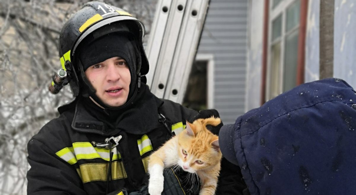 В Гусь-Хрустальном районе на пожаре спасли двух котов