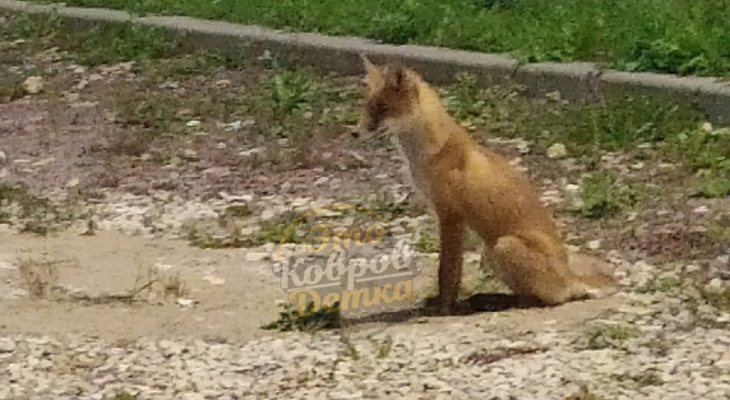 В Коврове лиса пришла играть в футбол с горожанами В Коврове лиса пришла играть в футбол с горожанами