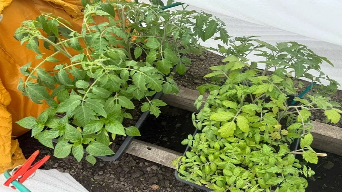 Помидоры, которые не болеют и отлично плодоносят: сажаю всего 13 кустов, а собираю 100 кг — и никакой химии