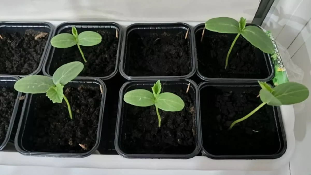 Проклюнулись огурцы: что делать дальше, чтобы рассада не вытягивалась и росла крепкой