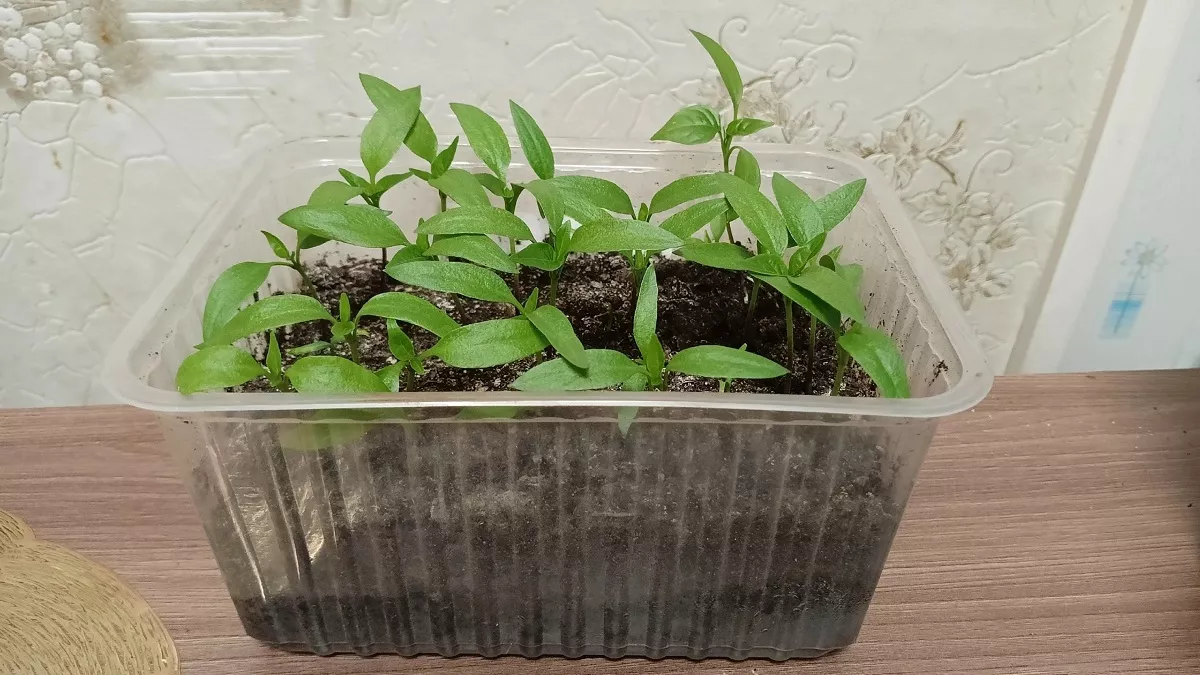 Семена перца взошли: что делать дальше, чтобы рассада росла крепкой и не вытягивалась