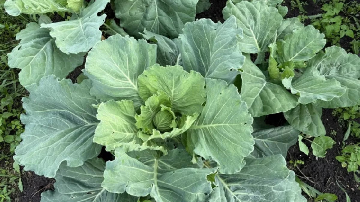 Идеальная капуста для пирожков: рецепт начинки, которую можно заморозить впрок