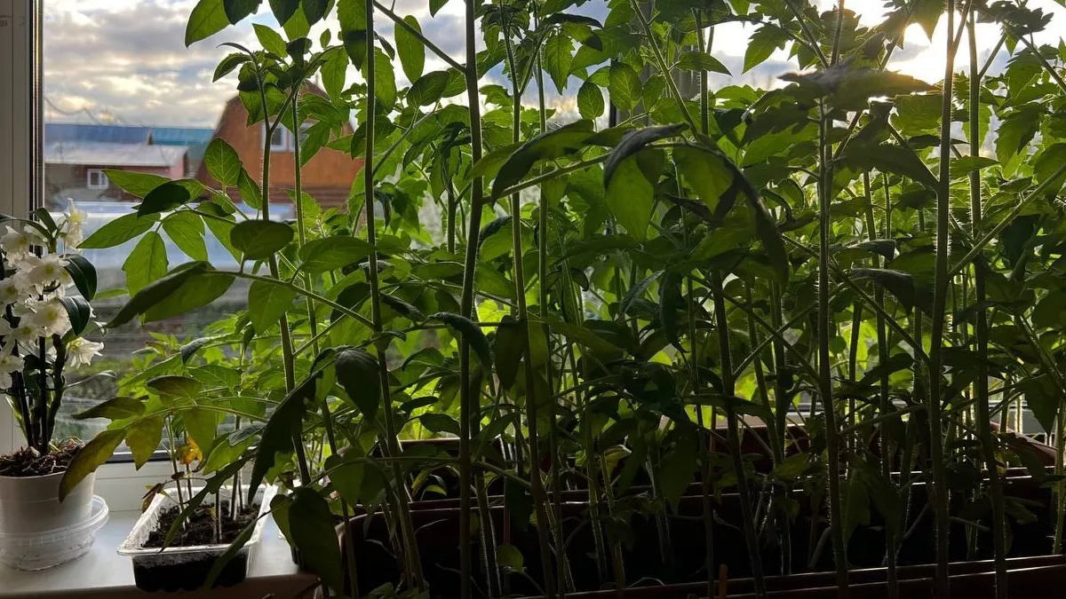 Выращиваю рассаду томатов только так уже 10 лет: перестала покупать саженцы на рынке — теперь всегда с урожаем