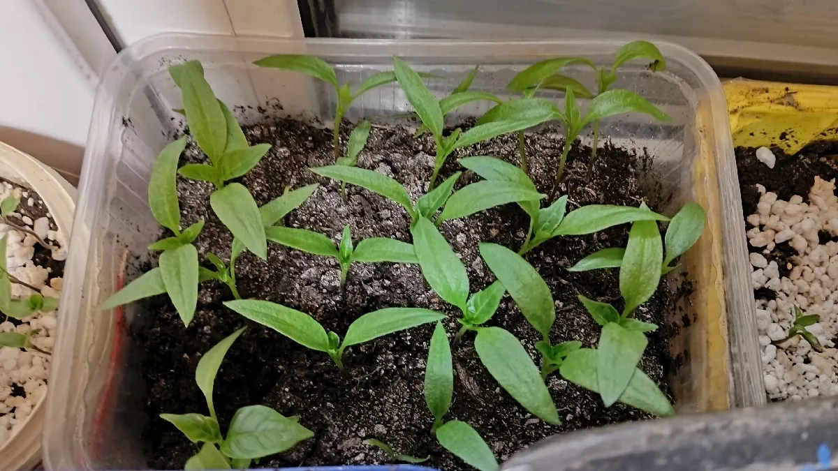 Рассада перестала болеть: вот что я добавляю в грунт, чтобы корни росли как бешеные — 12 дней и удивитесь результату