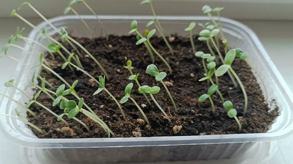 Почему рассада не сбрасывает «шапочку»: делюсь способом, который спасает ростки — срочно сделайте это, чтобы не остаться с пустыми грядками