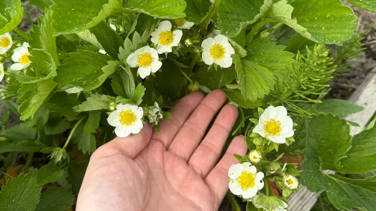 Закопайте это под клубнику весной и собирайте ягоды ведрами: 2 копеечных средства в лунку — рецепт просят все соседи