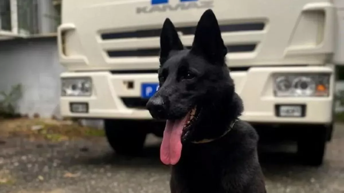 Следствие ведет Верона: четвероногий экс-детектив ищет новый дом