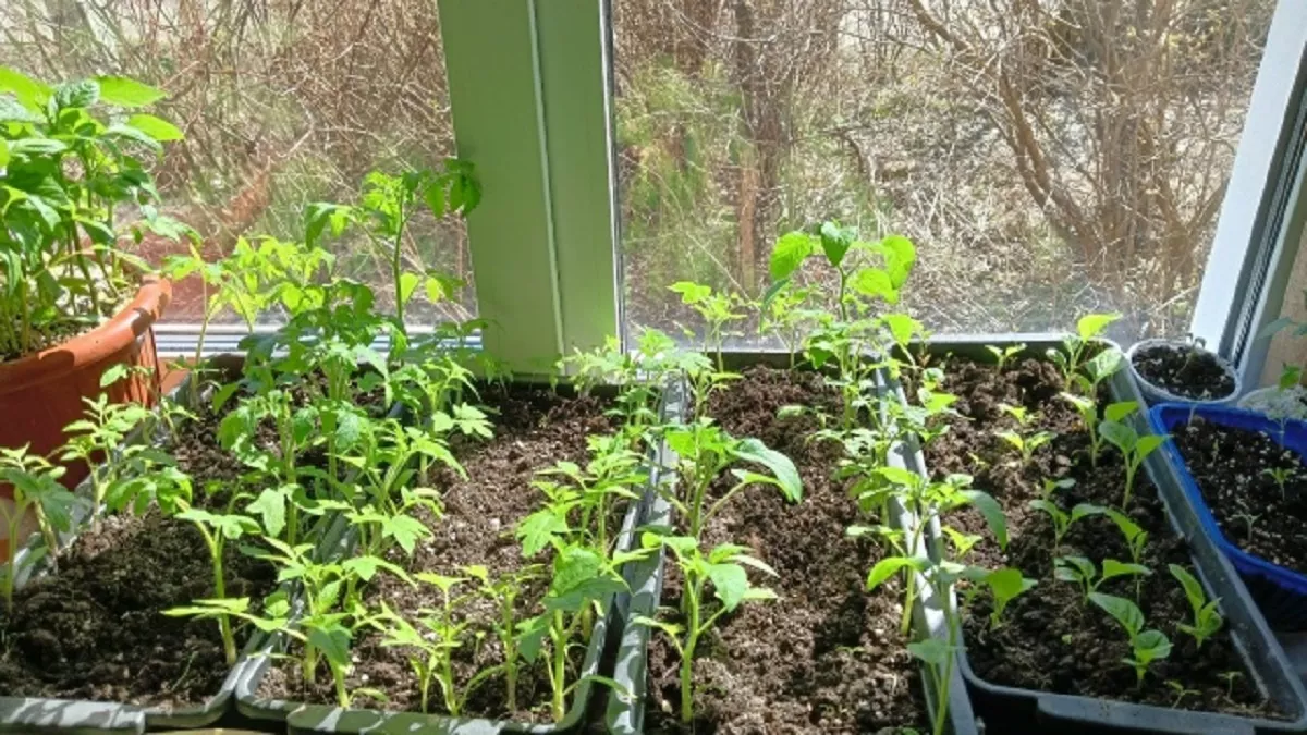 Рассада для ленивых: 4 шага, которые я перестала делать, а урожай стал только лучше