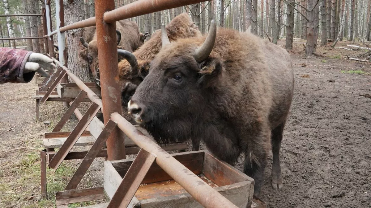 АО «Транснефть – Верхняя Волга» и национальный парк «Мещера» подвели итоги мониторинга популяции европейского зубра
