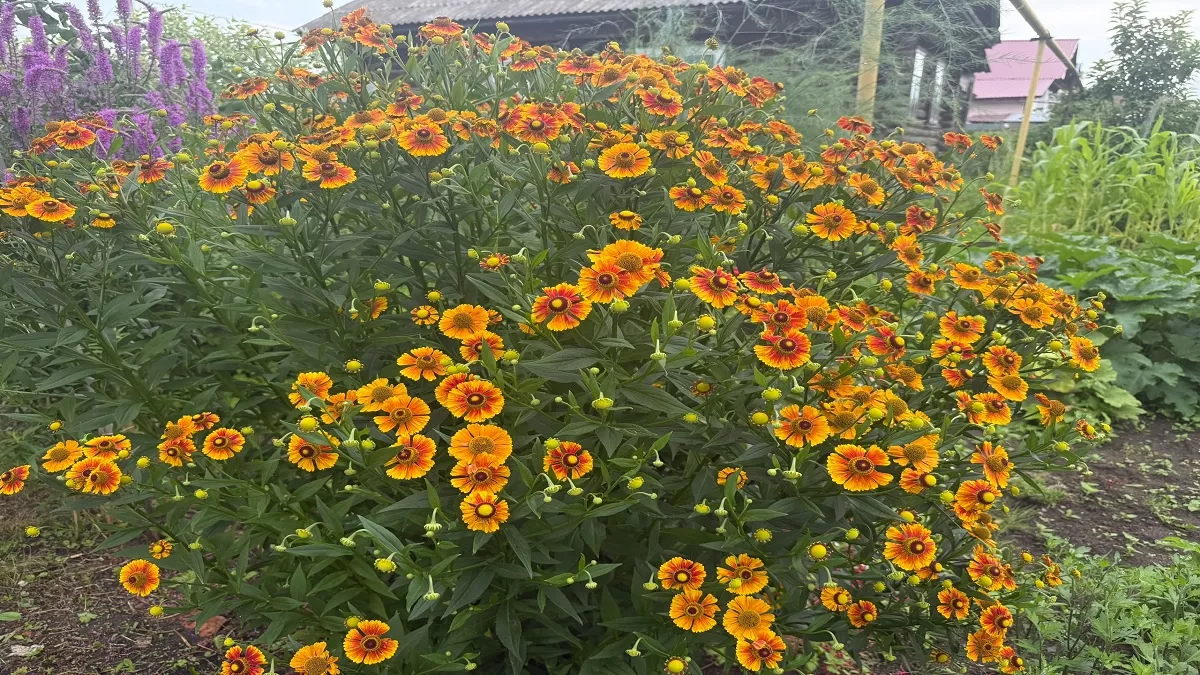 2 многолетника заменят сотни цветов на даче — краше их не найти: их названия известны каждому
