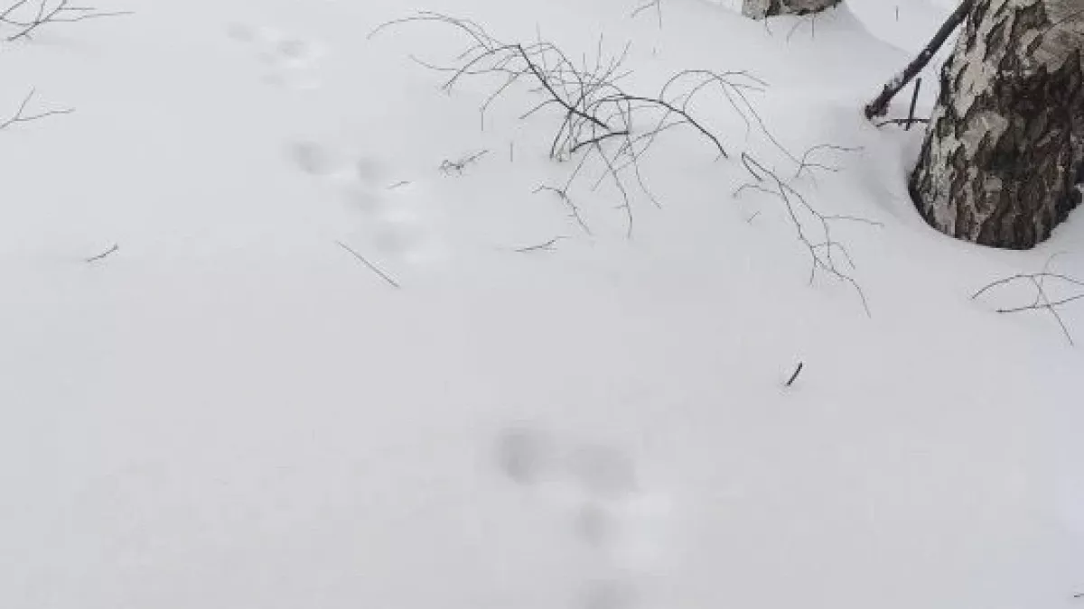 В Меленковском районе зайцев-беляков у солонцов с прикормкой стало гораздо больше 