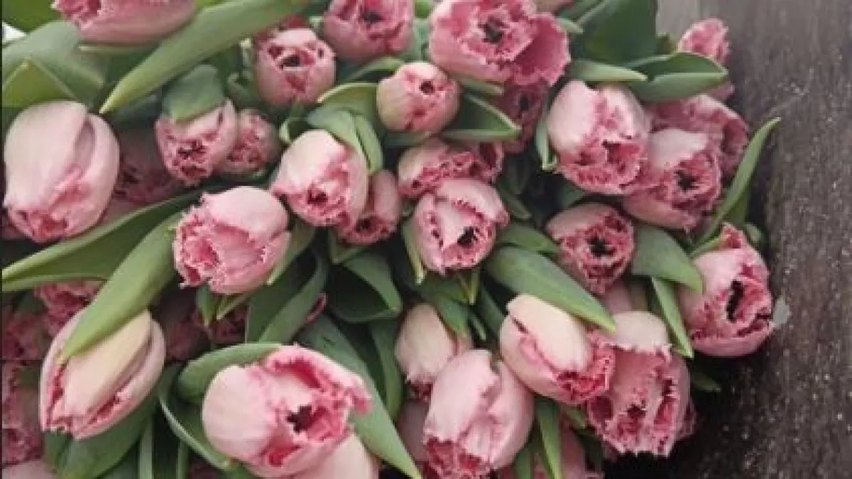 235 тысяч тюльпанов выросли во Владимирском тепличном комбинате к 8 марта 