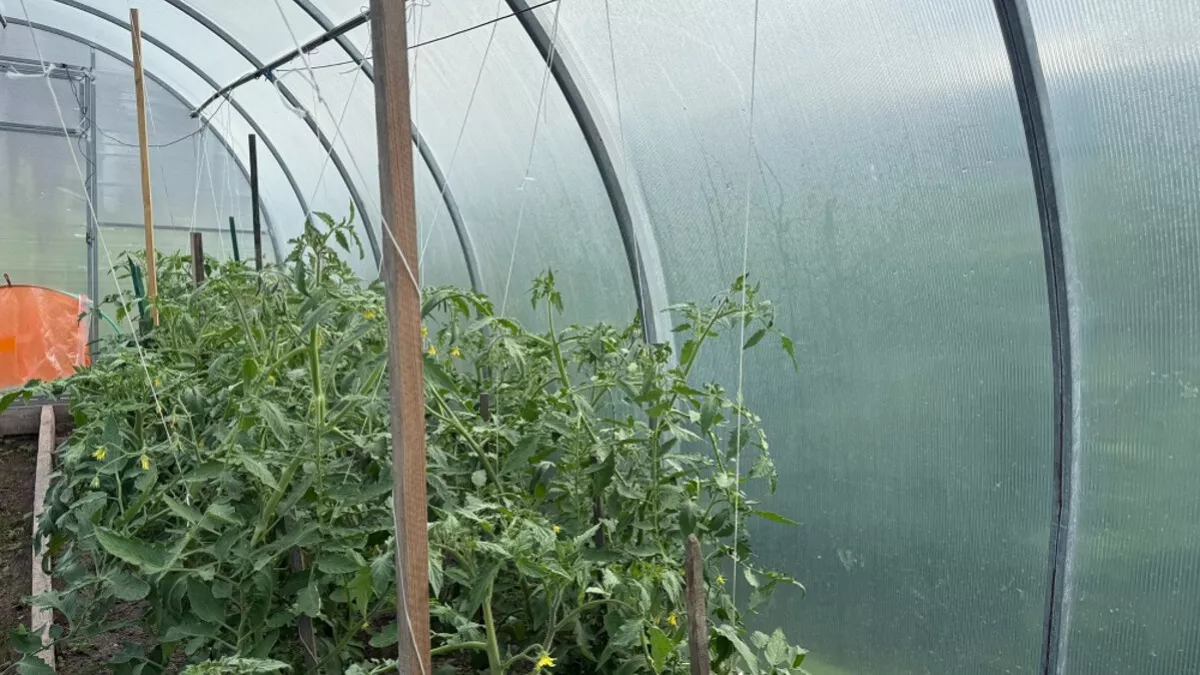 Сажаем в марте - и наслаждаемся свежей зеленью уже в апреле: какие растения идеальны для ранней посадки