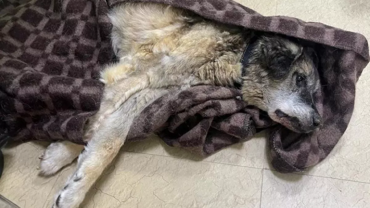 Волонтеры приюта бездомных животных рассказали о праздновании 8 марта