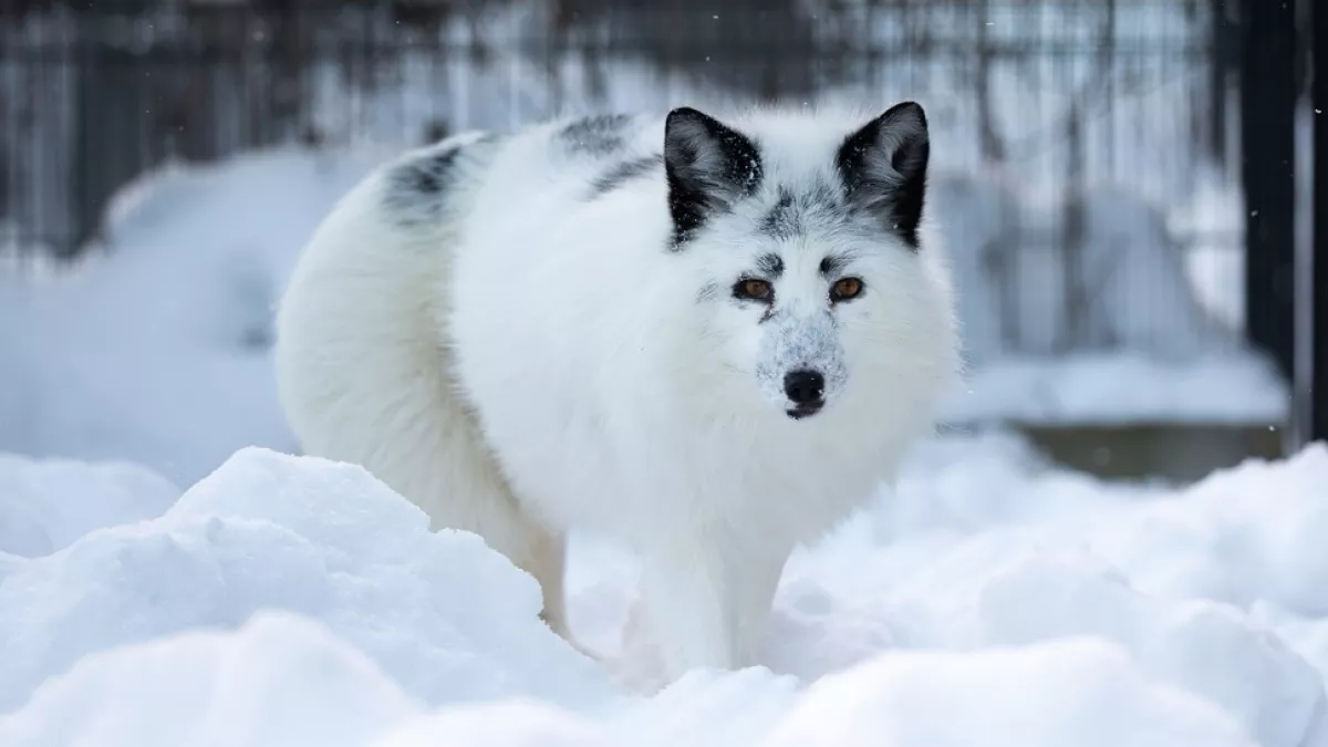 В Александровском округе ищут сбежавшего из монастырского приюта редкого лиса Марвэла