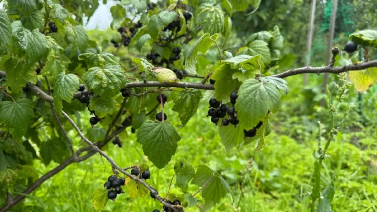 Весна для смородины: обязательно для красной, черной и белой - как обрезать кусты, чтобы летом собирать урожай ведрами