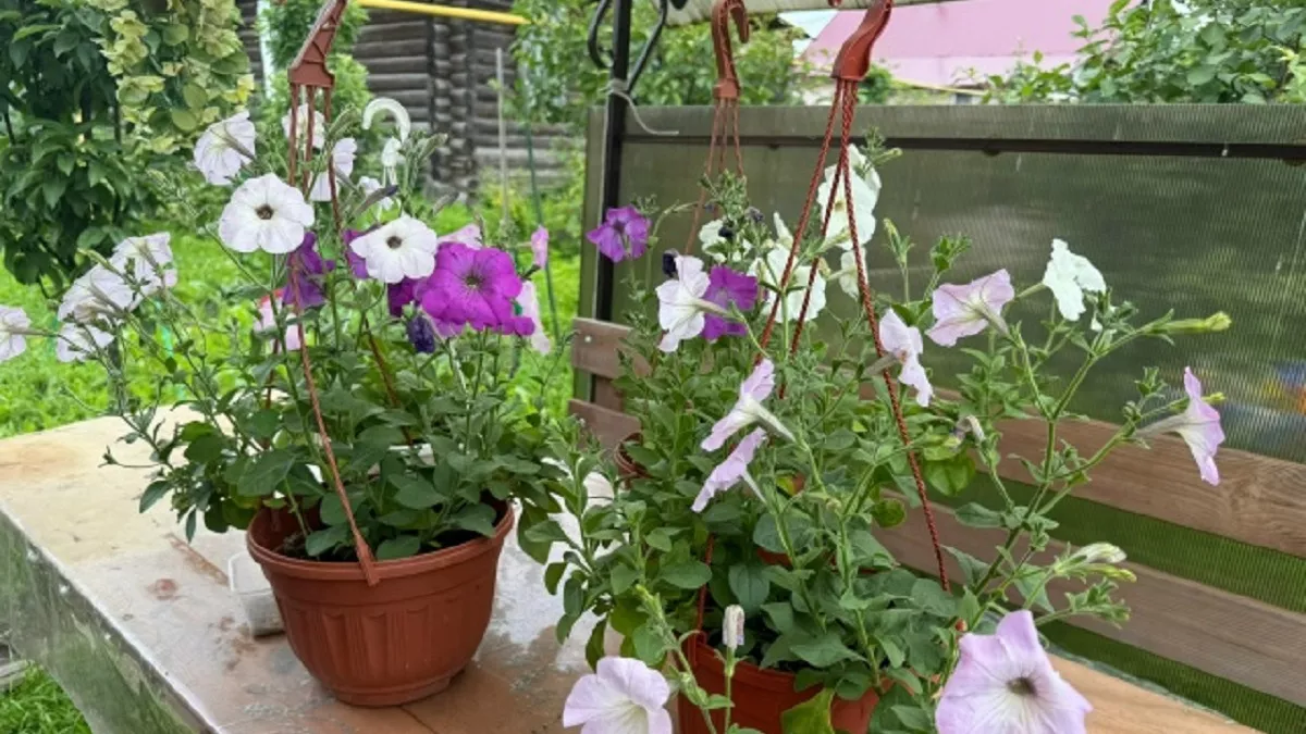 Петунии отправила на пенсию: сажаю эти роскошные однолетники в марте — подробная инструкция