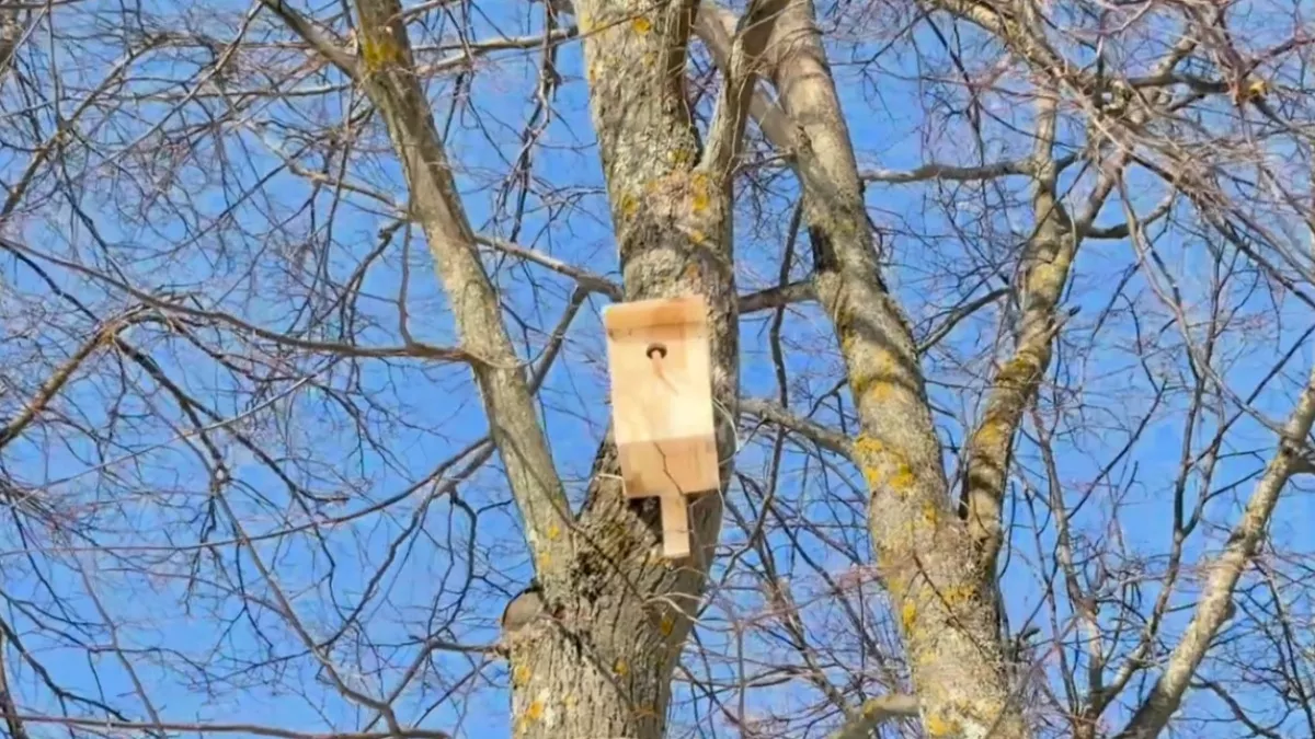 Школьники изготовили скворечники для птиц в парках Владимира