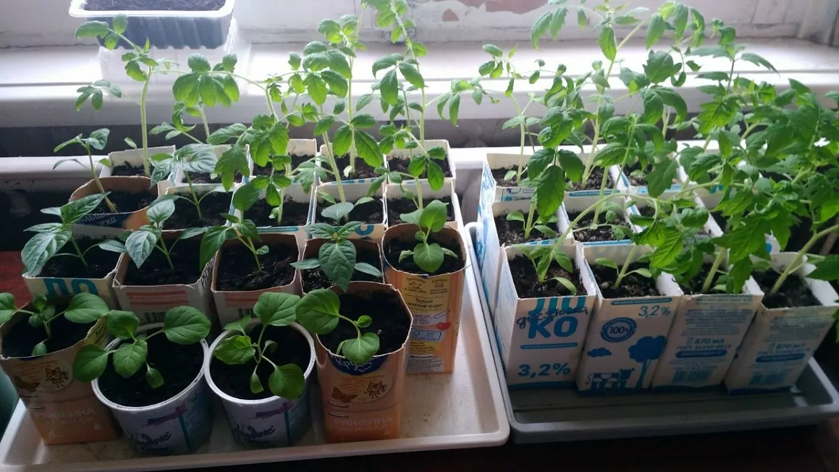 5 шагов к идеальной рассаде в 2026 году: от покупки семян до высадки - запомните ценные советы Роскачества