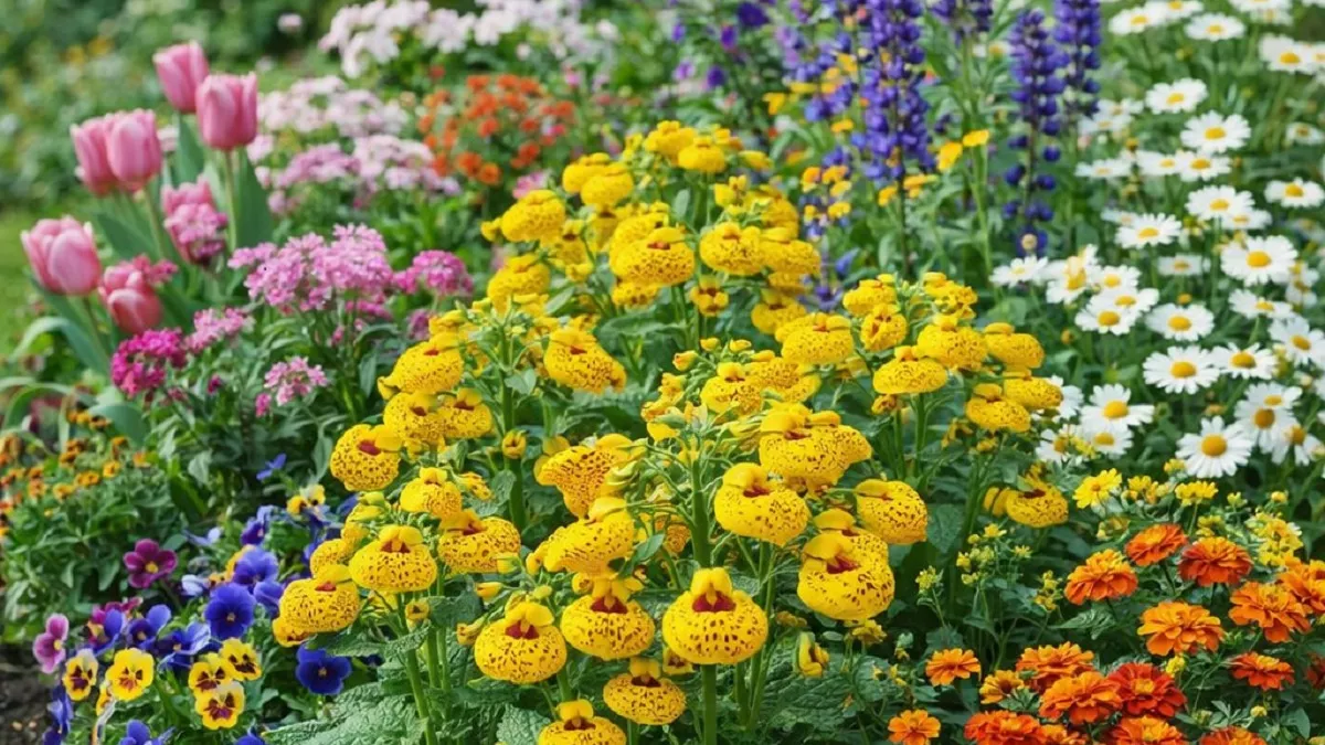 Сажаю этот цветок вместо петуний и бархатцев: украшает клумбу и благоухает с мая по октябрь - на зависть соседям