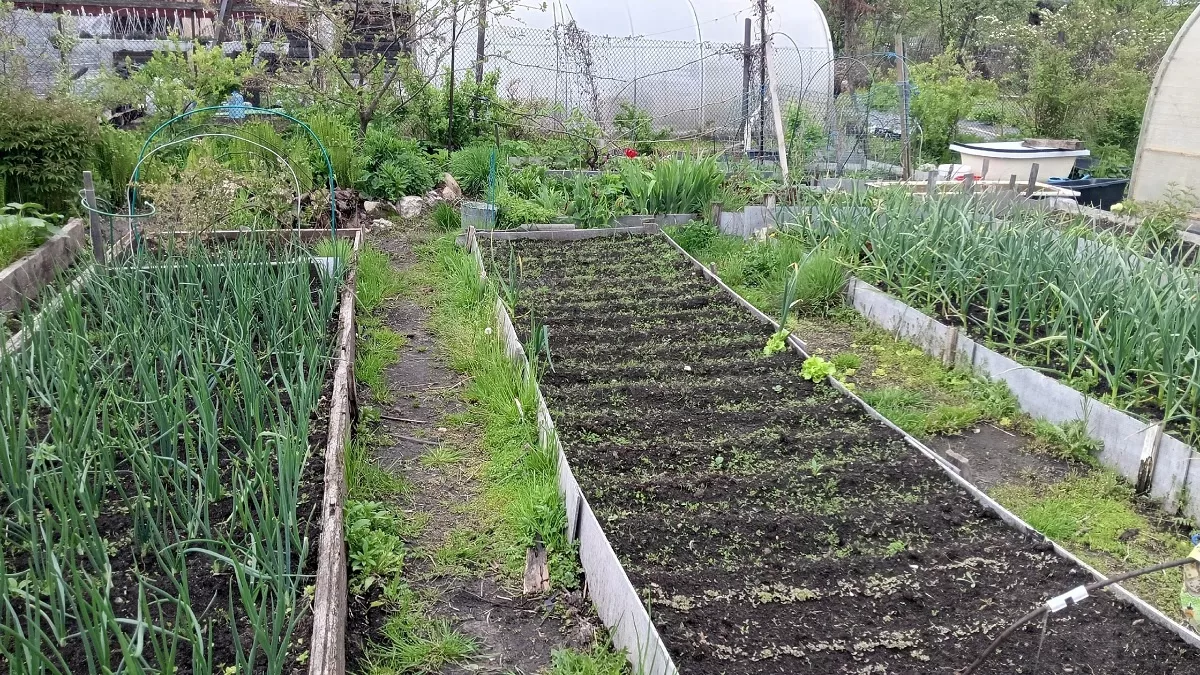 Агрономы предупреждают: зола сожжет ваш огород дотла, если не знать эти простые правила