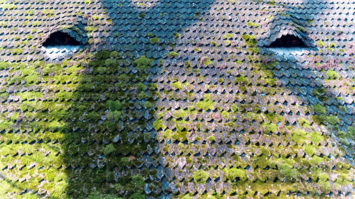 Мох на крыше незаметно убивает ваш дом: как спасти крышу быстро и без крупных вложений - советы мастера