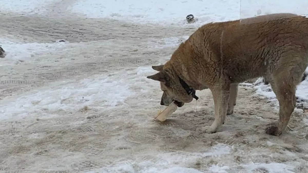 В Собинском районе в деревне Фетинино у домашней собаки обнаружили бешенство