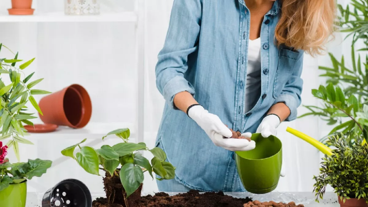Что добавить в лунку при посадке томатов, чтобы урожай был вёдрами