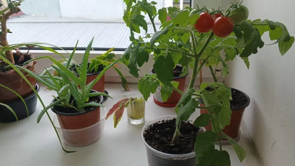 Почему желтеют листья у рассады томатов: 5 основных причин