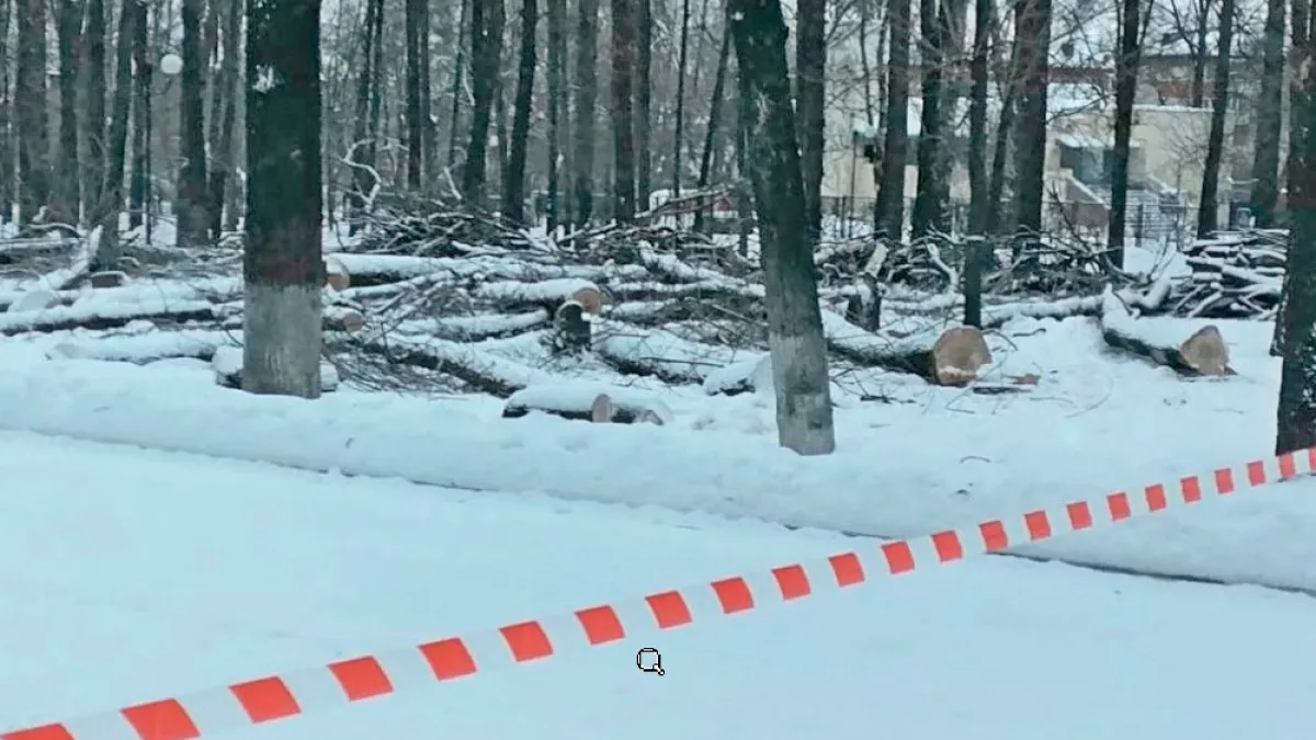 Во Владимире за время карантина из-за изумрудной златки вырубили 2645 деревьев