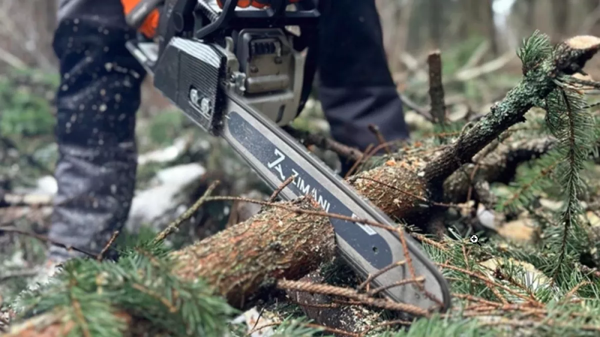 Прокуратура требует устранить больные деревья в лесах Гороховецкого района