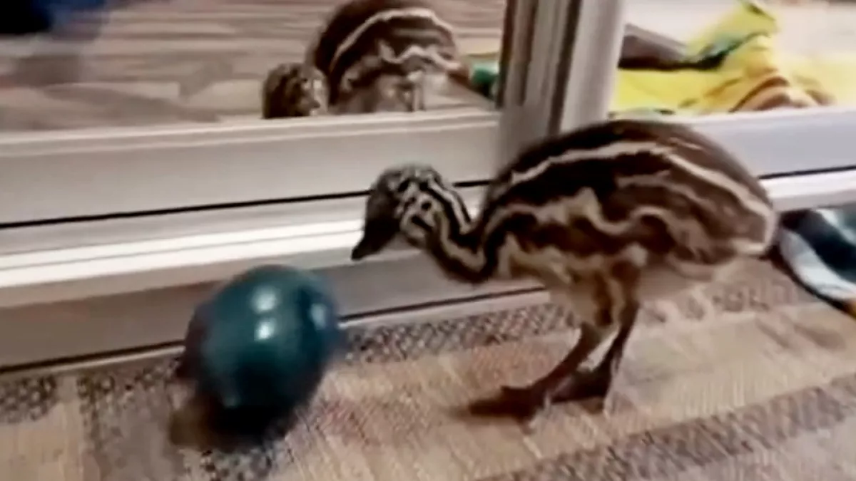 На ферме в Александровском районе вылупились птенцы экзотических эму