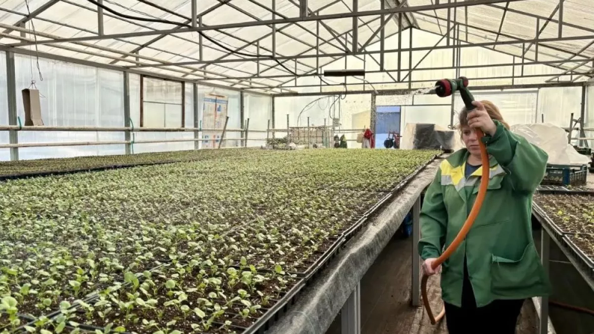 Во Владимире на клумбы высадят несколько тысяч сеянцев цветов