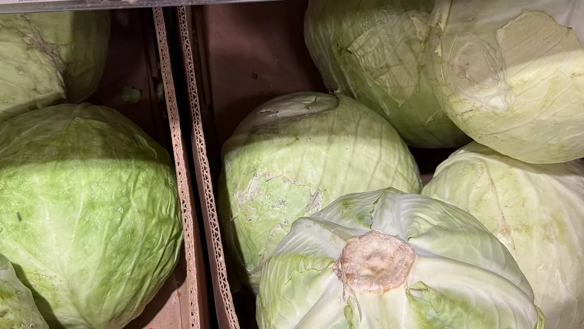 Чем полезна и опасна капуста? Врачи рассказали всё, что следует знать о популярном овоще