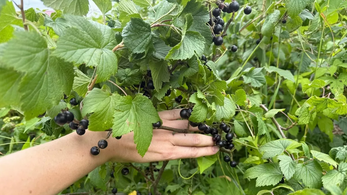 Недорогие саженцы из "Светофора": стоит ли брать? Делюсь личным опытом