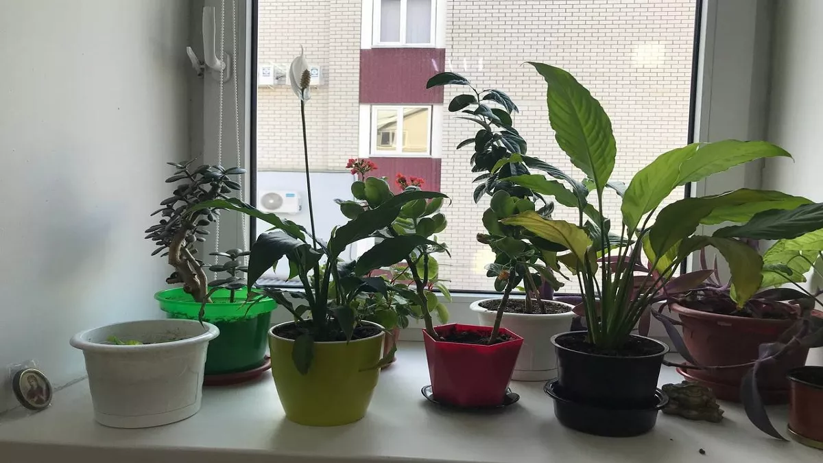 Спатифиллум будет цвести как сумасшедший почти круглый год: запомните эти простые правила в уходе 