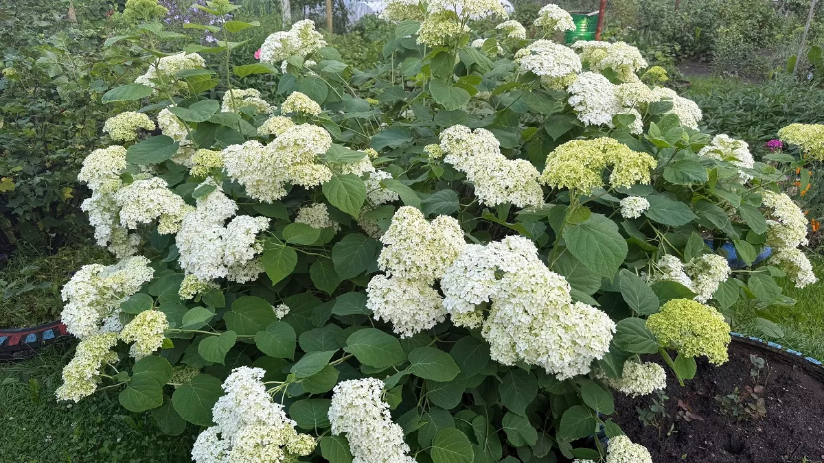 Как получить пышное цветение гортензий: натуральные удобрения от опытных садоводов