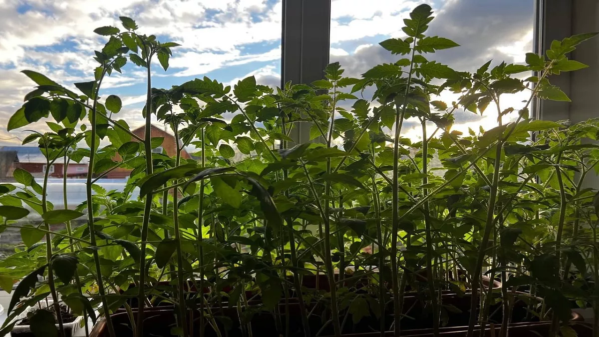 Почему у наших бабушек рассада без подсветки и подкормок - как лес стояла: есть 3 причины 