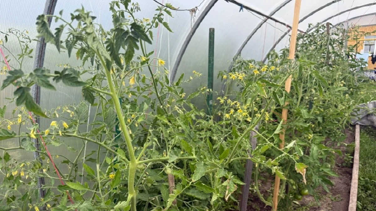 Добавляю 1 ложку этого средства при высадке рассады томатов и радуюсь большому урожаю