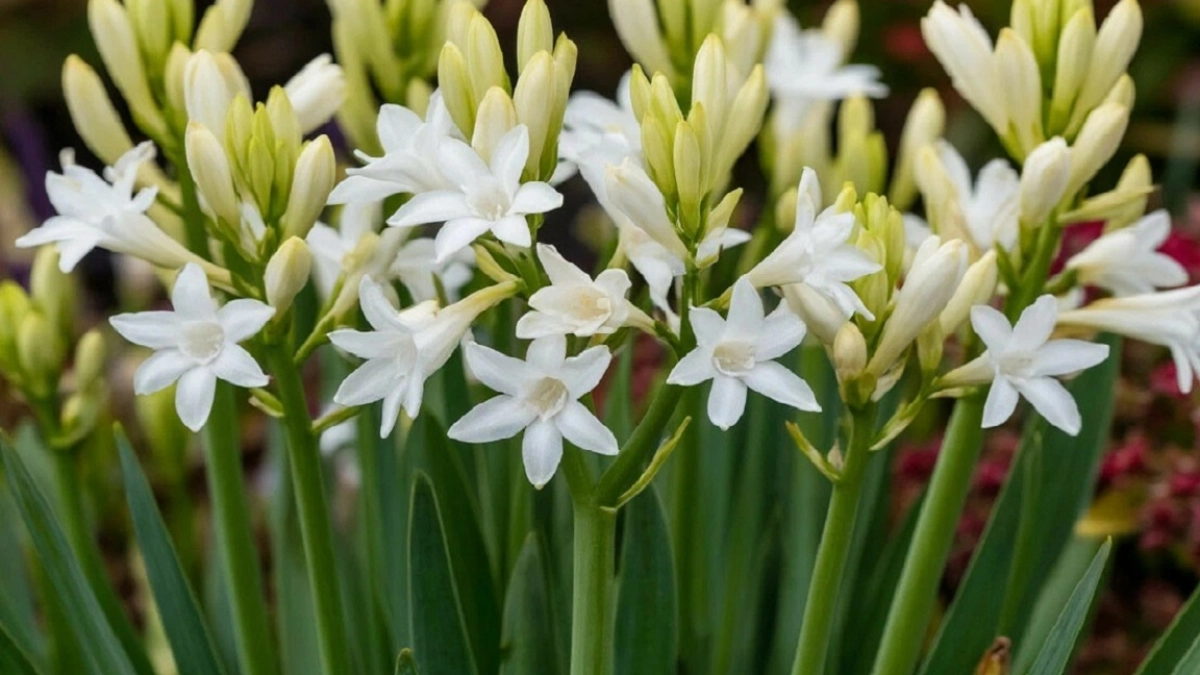 Ароматные многолетники благоухают до заморозков и украшают сад: наслаждаюсь запахом дорогих духов в саду