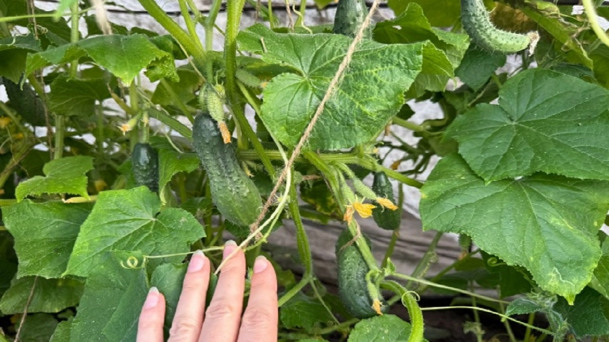 Три способа вырастить огурцы, которые стоит попробовать, и один — который я точно не повторю