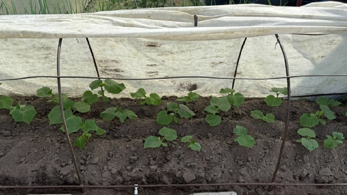 Никакой возни на подоконнике: сею огурцы сразу в грунт и собираю урожай ведрами