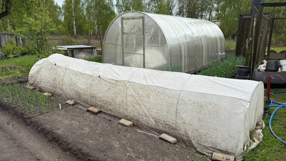 Чем лучше покрыть теплицу, чтобы и урожай радовал, и бюджет не пострадал: запомните советы бывалого мастера